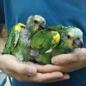 Males & Females | Blue Fronted Amazon Baby Parrots – Hand-Raised