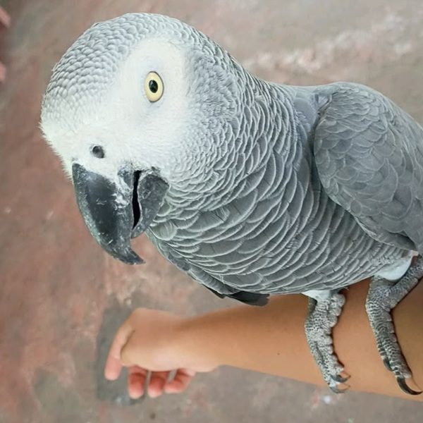 Alfie - Timneh African Grey Parrot
