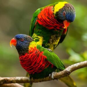 Rainbow Lorikeet Parrots for Sale | Male & Female Birds