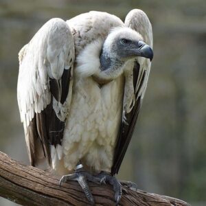 Ruppell’s Griffon Vulture for Sale | Vaccinated, 17 Months Old Males and Females