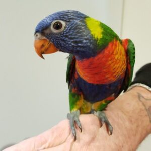 Ragner | Male Rainbow Lorikeet for Sale