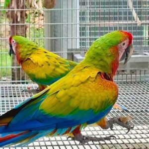 Calico Macaw Parrots (Males & Females) | Vibrant, Intelligent & Affectionate Companions