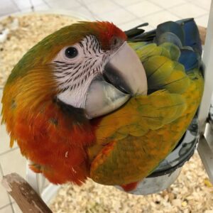 Colorful & Intelligent | Calico Baby Macaw Parrots for Sale