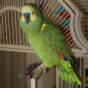 Abby – Blue Fronted  Headed Amazon Parrot