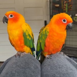 Sun Conure Parrots for Sale | Male & Female Sun Conures