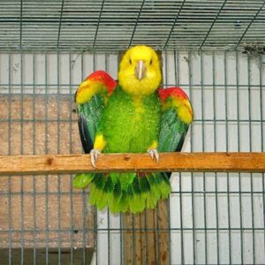 Kiki – Beautiful Female Double Yellow Headed Amazon Parrot
