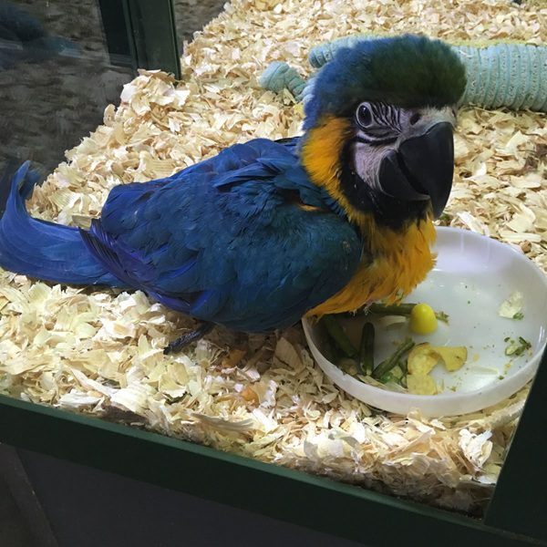 Males & Females | Blue and Gold Macaw Baby Parrots for Sale