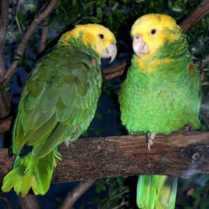 Males & Females Available – Double Yellow Head Amazon Parrot