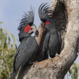Black Palm Cockatoo Parrots – Males & Females | Captive-Bred Birds