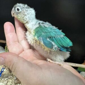 Males & Females Available | Mutation Buffon’s Macaw Baby Parrots for Sale