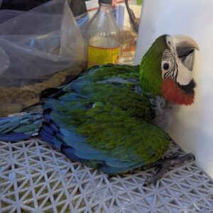 Males & Females | Harlequin Macaw Baby Parrots for Sale