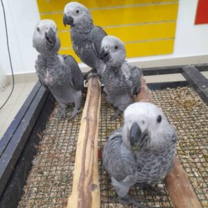 Males & Females | African Grey Baby Parrots for Sale