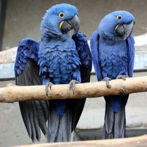 Hyacinth Macaw Breeding Pair – Male & Female | Healthy, DNA-Tested Parrots
