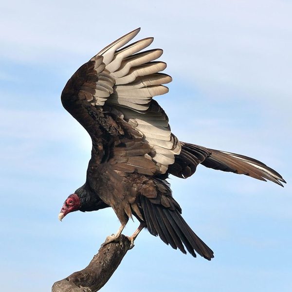 Turkey Vulture, 17 Months Old | Male & Female, Vaccinated