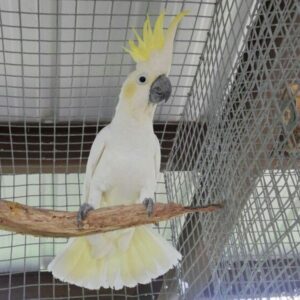 Male Citron Crested Cockatoo for Sale | Meet Pixie – Hand-Raised Parrot