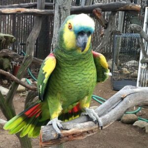 Betty – Beautiful Female Blue-Fronted Amazon Parrot