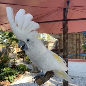 Male Umbrella Cockatoo | Zazza Hand-raised and well-socialized