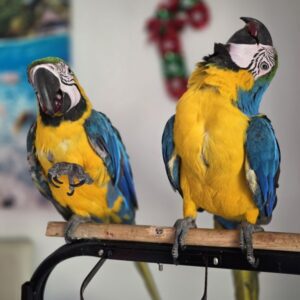 Breeding Pair Blue And Gold Macaw Parrots|Male & Female