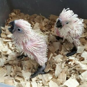 Sulphur-Crested Cockatoo Baby Parrots | Males & Females