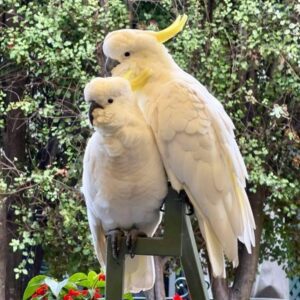 Sulphur Crested Cockatoo Parrots for Sale | Males & Females