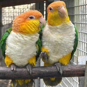 Males/Females | White-Bellied Caique Parrots
