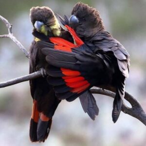 Males & Females l Red Tail Black Cockatoo Baby Parrots