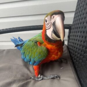 Female Calico Macaw Parrot Quincy | Vibrant & Loving Companion