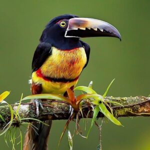Aracari Toucan | Habitat, Diet, Nesting & Behavior of These Small Toucans For Sale