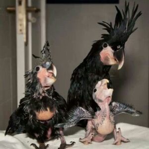 Male & Female | Black Palm Cockatoo Baby Parrots Rare Exotic Cockatoos