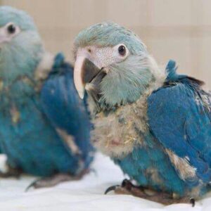 Baby Spix’s Macaw Parrots – 6 Months Old | Males & Females