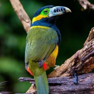 Healthy Selenidera Toucanet for Sale | 17 Months Old Fully Vaccinated