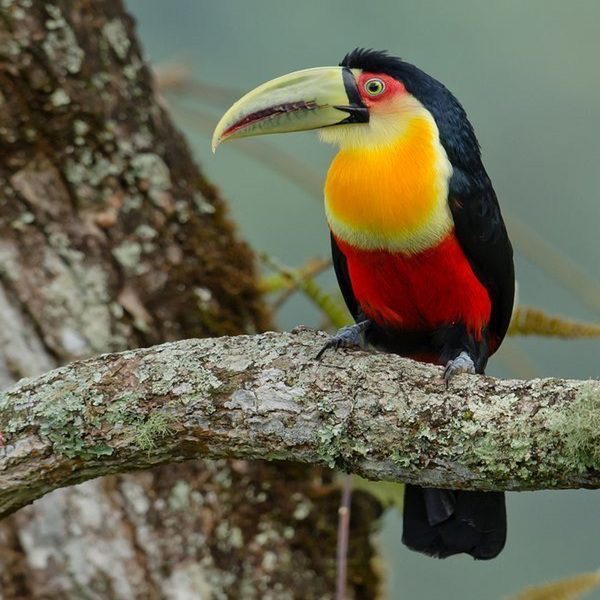 Red-Breasted Toucan for Sale: Healthy, Vaccinated & Hand-Friendly (17 Months Old)