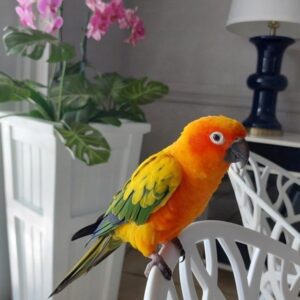 Male Sun Conure Parrot (Lola) | Friendly, Playful & Vibrant Pet Bird