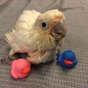 Males & Females | Hand-Raised Moluccan Cockatoo Baby Parrots –