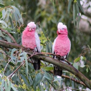 Rose-Breasted Galah Cockatoo Breeding Pair | Male & Female