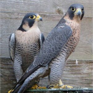Peregrine Falcon Birds-(Males/Females)