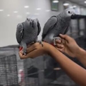 Breeding Pair of African Grey Parrots