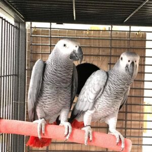 Breeding Pair of African Grey Parrots