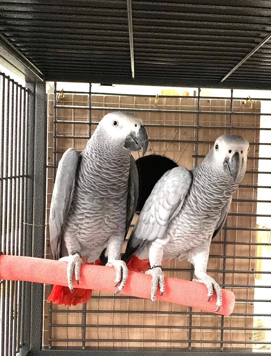 Breeding pair of African Grey Parrots, male and female, with beautiful grey feathers and bright red tails.