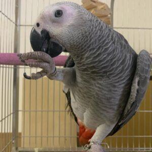 Buy Congo African Grey Parrot Online