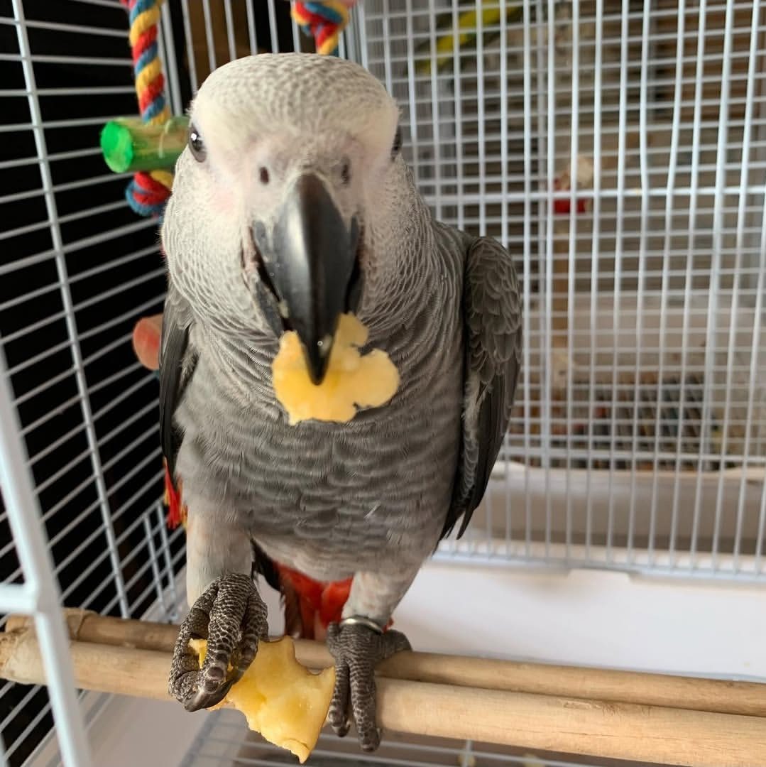 Buy Congo African Grey Parrot Online – Intelligent, social African Grey parrot with distinctive grey feathers and a bright red tail.