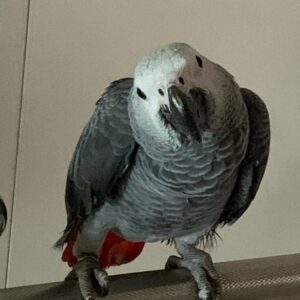 Female African Grey Parrot