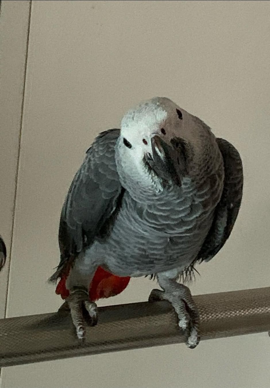 Healthy female African Grey Parrot with elegant plumage, a charming appearance, and a gentle personality, ideal for bird lovers.