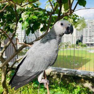 Female African Grey Parrot