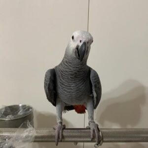Female African Grey Parrot