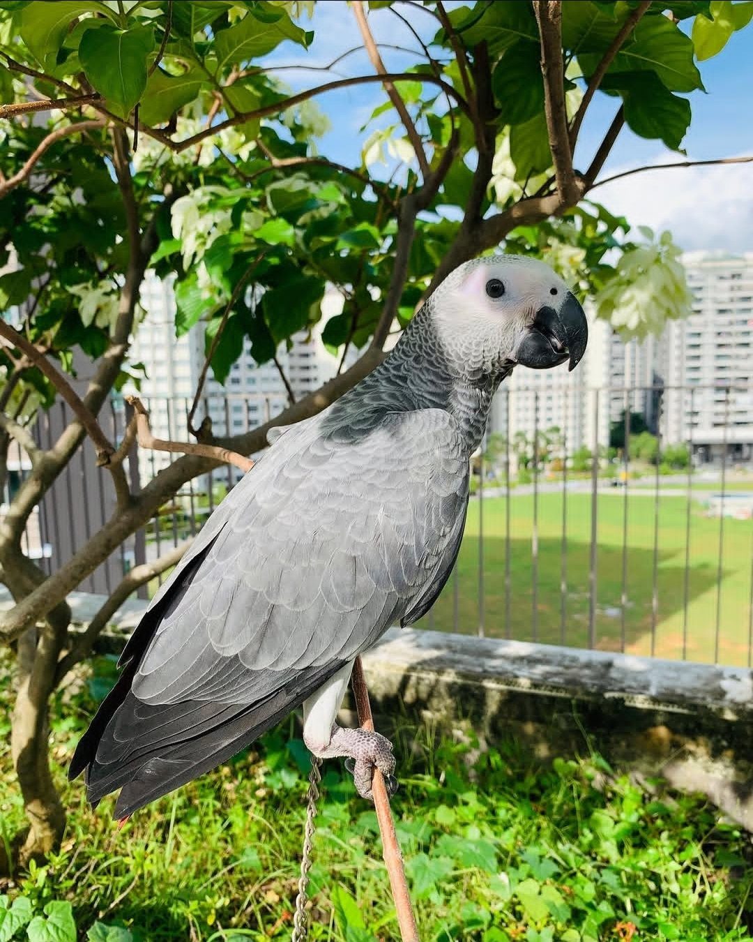 Female African Grey Parrot with beautiful grey feathers, bright eyes, and a striking red tail, intelligent companion bird.