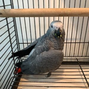Female Congo African Grey Parrot