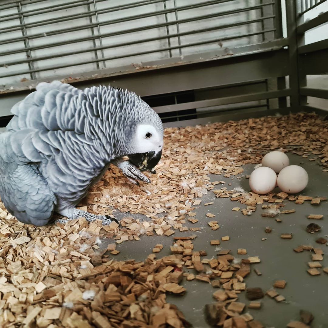 “African Grey Parrot eggs displayed in a clean nesting area, showing smooth shells and healthy coloration for breeding enthusiasts.”