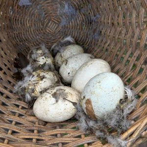 Fertile Authentic Ruppell’s Griffon Vulture Eggs
