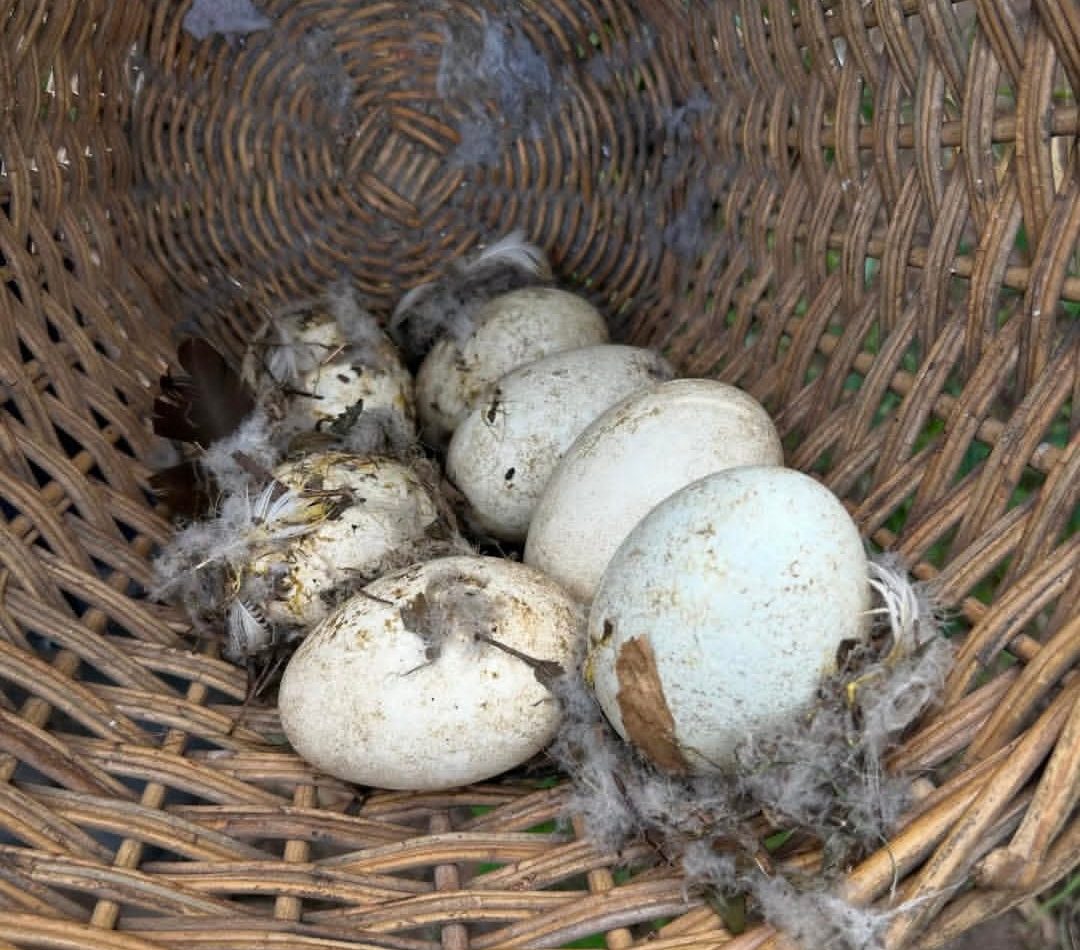 “Fertile Ruppell's Griffon Vulture eggs in a natural nesting setup, showing healthy shells and optimal conditions for avian development.”